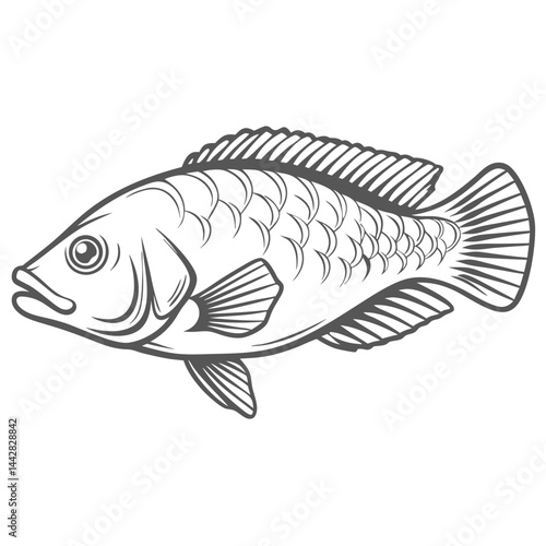 Wrasse Fish Line Art Illustration Vector