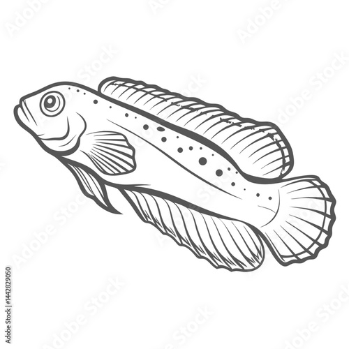 Canary Blenny Outline Illustration - Meiacanthus oualanensis