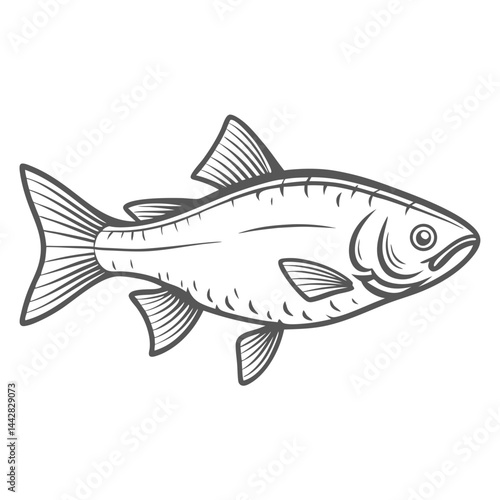 European Chub Fish Line Art Illustration