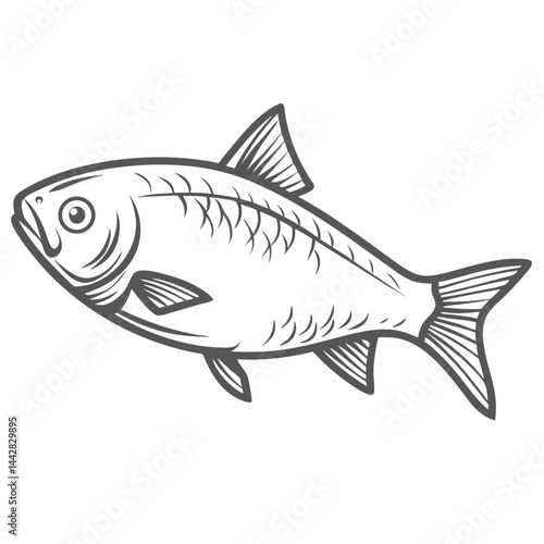 Roach Fish Illustration, Rutilus Rutilus Outline Drawing