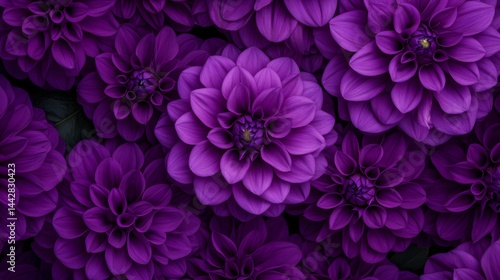 Purple Dahlia Flowers in Symmetrical Composition