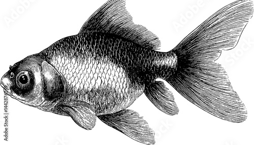 Detailed engraved illustration of a goldfish in black and white for artistic design