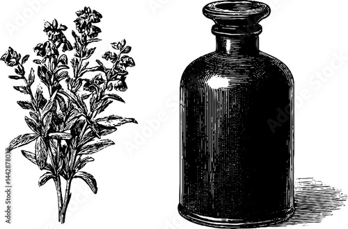 Vintage engraving of apothecary bottle and botanical herb for herbal medicine design