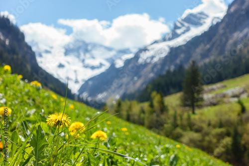 Hintergrundbild mit Löwenzahn und Gletscher in Österreich
