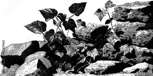 Engraved illustration of ancient ruins with climbing plants for historical designs