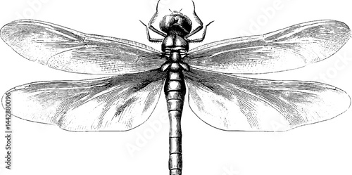 Intricate engraved dragonfly illustration for nature and art enthusiasts