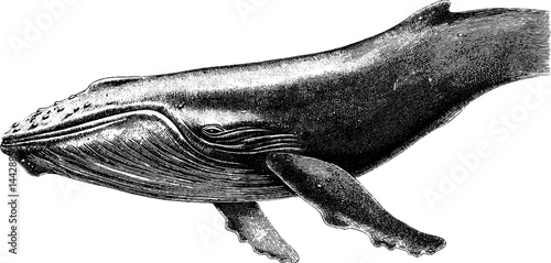 Detailed engraving of whale in bold black lines for print or poster design