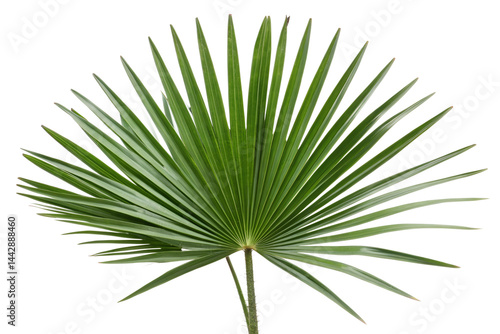 saw palmetto leaf isolated on white