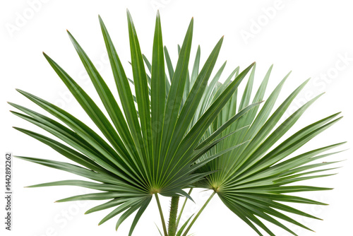 saw palmetto leaf isolated on white