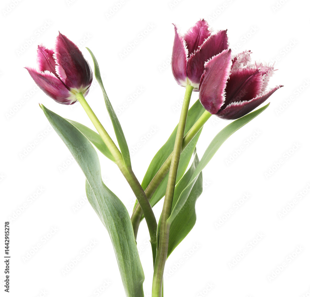 Three beautiful color tulips isolated on white Three beautiful color tulips isolated on white