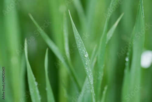 植物・水滴・グリーン
