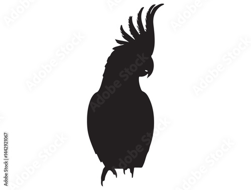 COCKATOO SILHOUETTE WHITE BACKGROUND