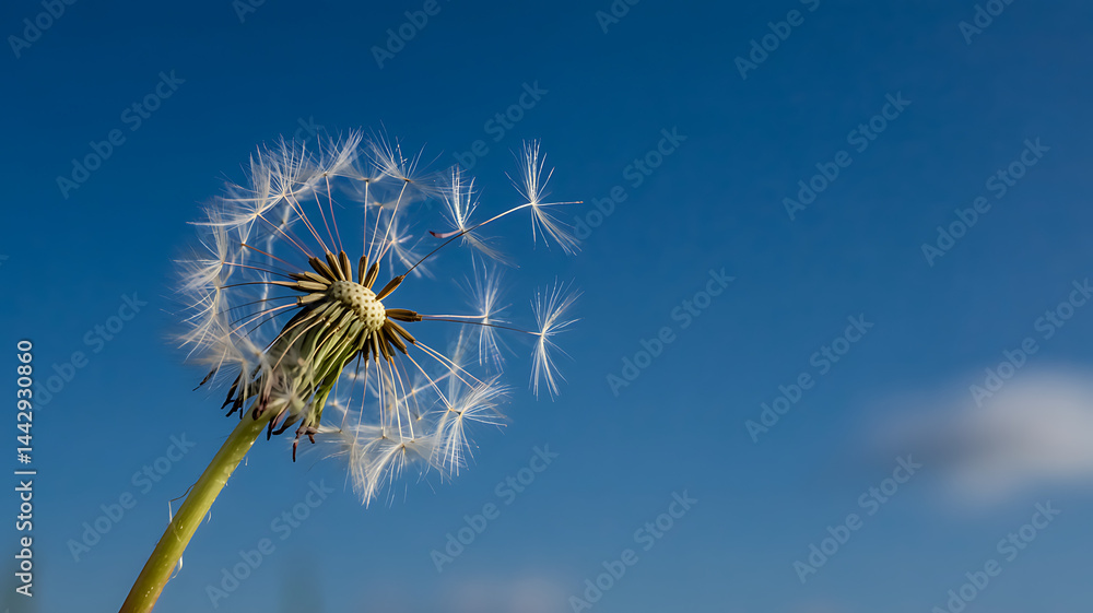 Dandelion seeds flying free on a vibrant blue sky a breathtaking moment of nature's beauty Dandelion seeds flying free on a vibrant blue sky a breathtaking moment of nature's beauty