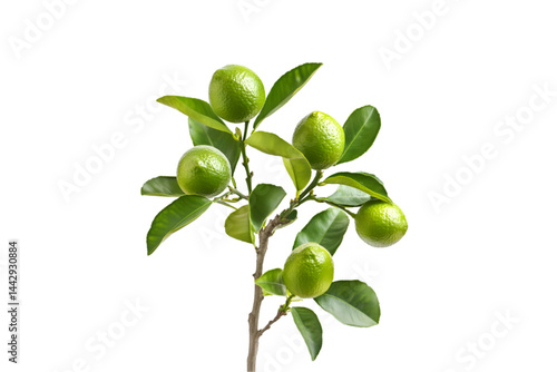 Wallpaper Mural Limes on a Branch Fresh Green Citrus Fruits Nature, Torontodigital.ca
