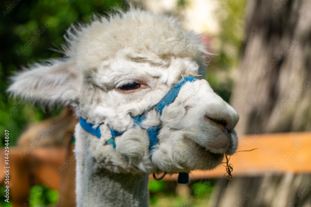 Obraz premium close-up photo of a white alpaca wearing a blue halter, standing outdoors in a sunlit garden. The alpaca looks relaxed, chewing a piece of straw, with a blurry green background and a tree trunk behind