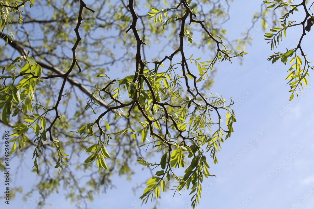 Green fresh leaves of the acacia tree bloom in spring Green fresh leaves of the acacia tree bloom in spring