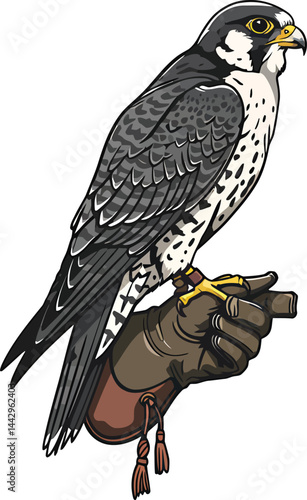 Regal Falcon on Falconer's Glove - Vector Art