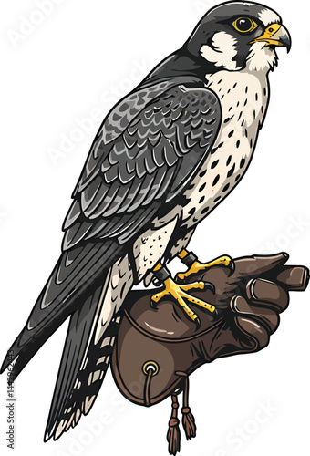 Falcon on Falconer's Glove - Regal Vector Art