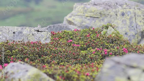The northern wheatear  in the summer season (Oenanthe oenanthe)	
