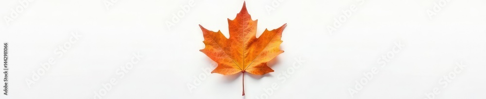 Single maple leaf on a white background with subtle veins, garden, maple Single maple leaf on a white background with subtle veins, garden, maple