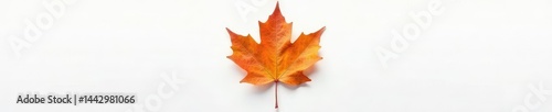 Wallpaper Mural Single maple leaf on a white background with subtle veins, garden, maple Torontodigital.ca