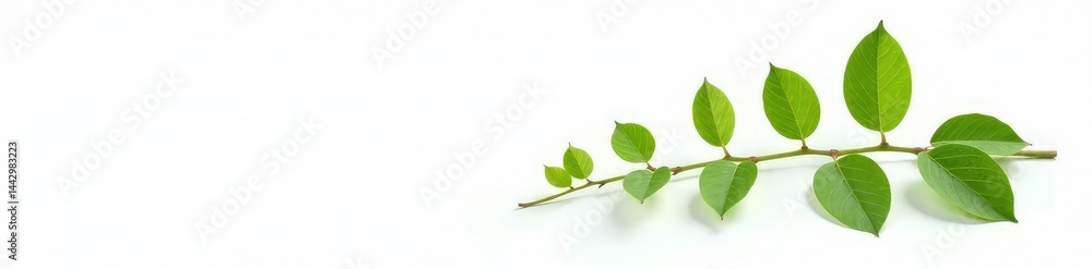 Fototapeta premium Single plant stem with small leaves on white background, leafy, isolation