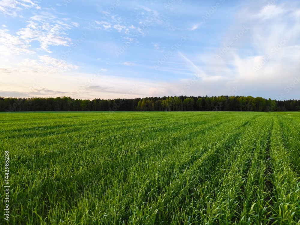 Obraz premium Beautiful Landscape nature background image of spring nature with surrounded by trees against a blue sky sunny day. Lush green field