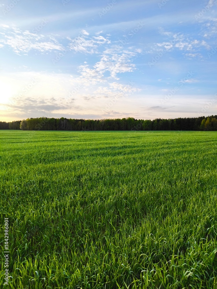 Obraz premium Beautiful Landscape nature background image of spring nature with surrounded by trees against a blue sky sunny day. Lush green field. vertical