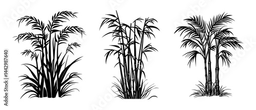 Sugar Cane Plant Silhouettes – Vector Grass and Bamboo-like Stalks