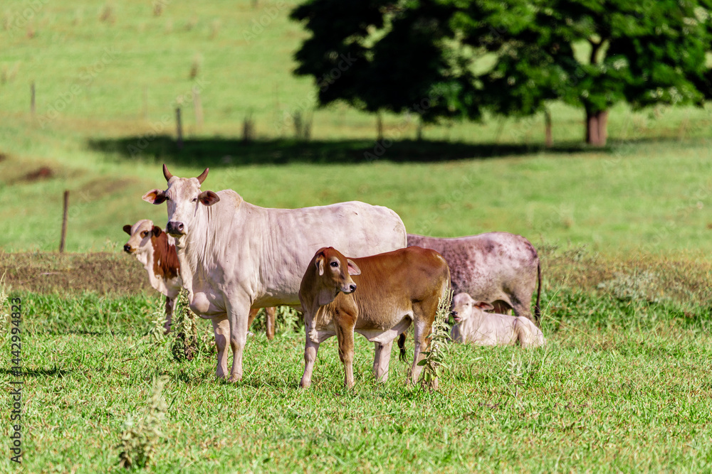 Herd grazing on a beautiful sunny day Herd grazing on a beautiful sunny day