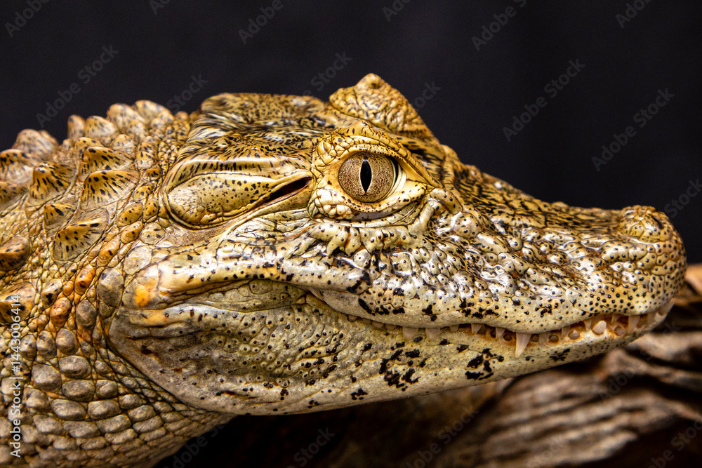 Obraz premium Alligator on black background (Caiman latirostris)