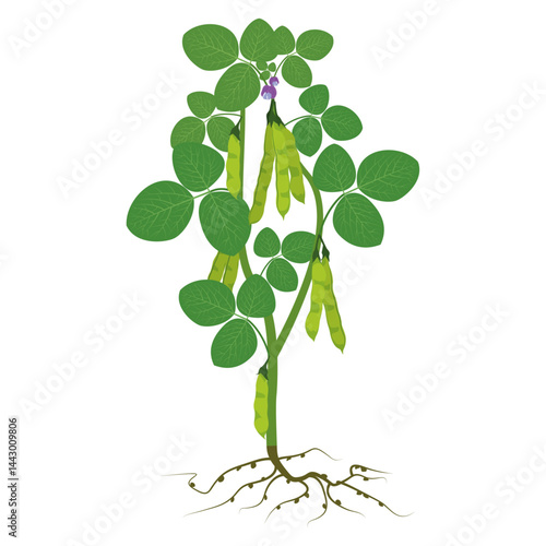 soybeans plant growing in the soil flat illustration.