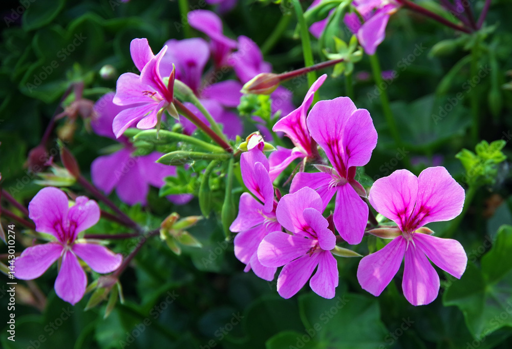 Pink purple blossoms of a California geranium wildflower Pink purple blossoms of a California geranium wildflower