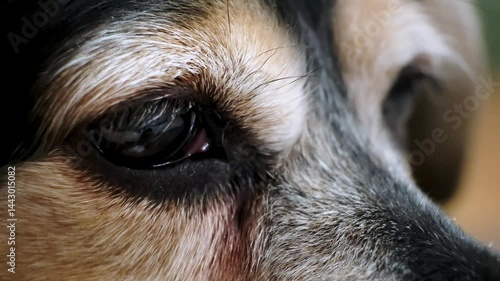 An old dog eye close-up. Sad hopeful look. Soulful gaze looking for thoughtfully. Stray street animal looks at people passing by. Sorrow pet. Bored doggy waiting for an owner. High quality 4K footage.