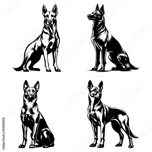 Belgian Malinois dogs in sitting and standing poses – loyal working breed in bold black and white vector style
