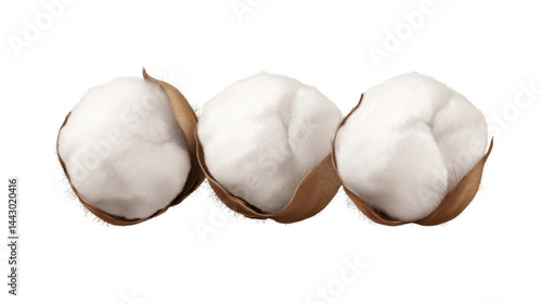 cotton boll on white background
