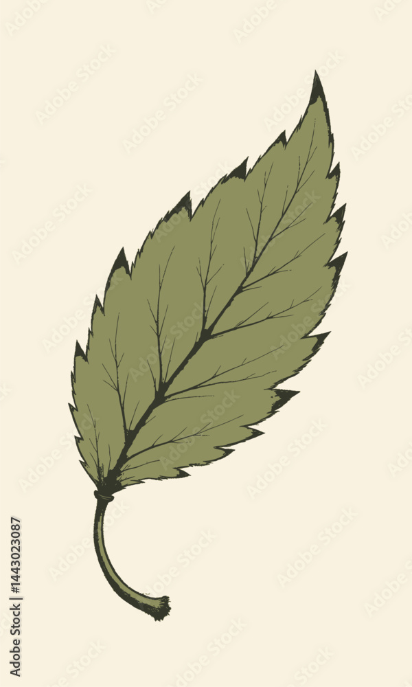 Olive green leaf with serrated edges on cream background