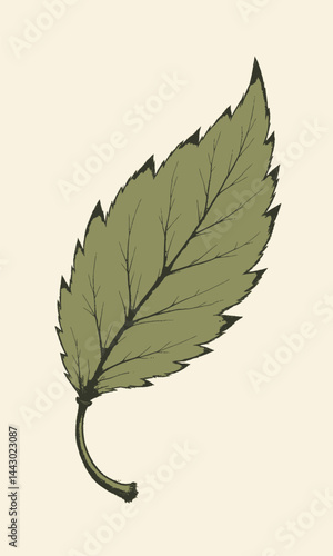 Olive green leaf with serrated edges on cream background