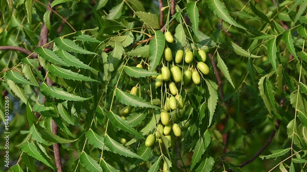 Neem fruit on tree with leaf on nature background. Azadirachta indica ...