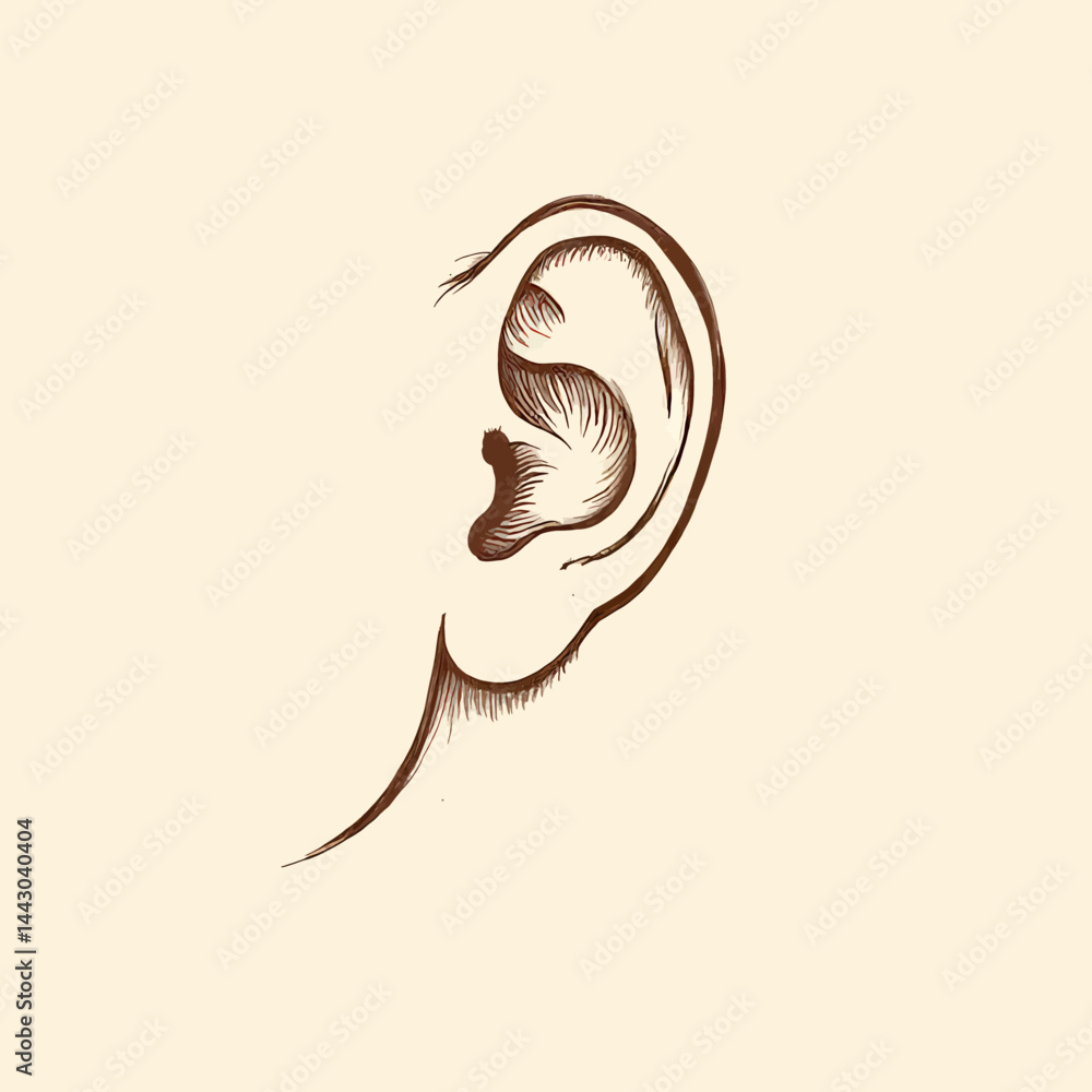 Ear anatomy sketch in brown ink on cream background