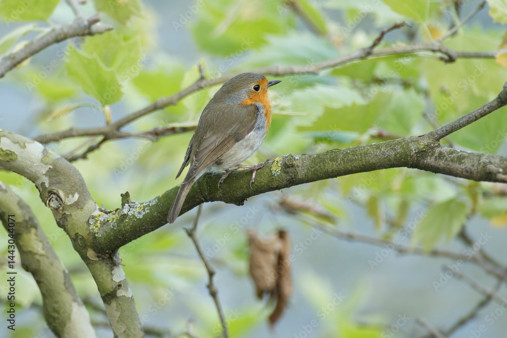 European robin (Erithacus rubecula) sitting on a tree branch in Zurich, Switzerland European robin (Erithacus rubecula) sitting on a tree branch in Zurich, Switzerland