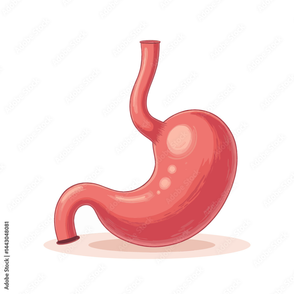 Cartoon Illustration of a Human Stomach Organ
