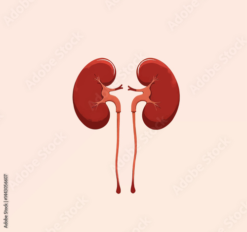 Anatomical Illustration of Human Kidneys and Ureters