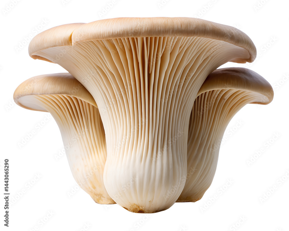 mushroom isolated on white background mushroom isolated on white background