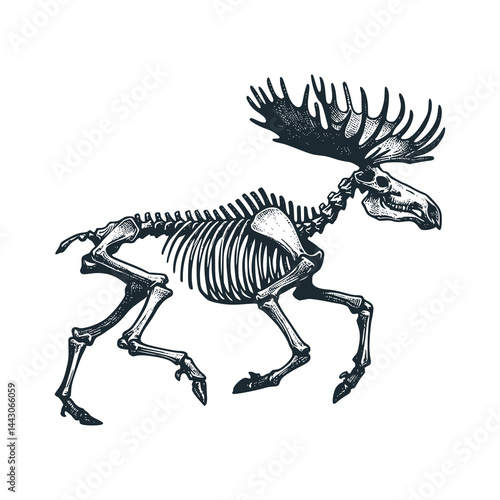 The moose skeleton – Black and White Icon Vector and Illustration