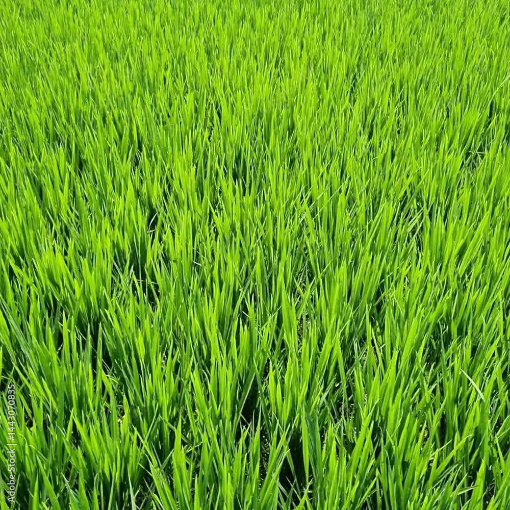 green grass in the wind. Concept of plants and flowers, landscape green grass in the wind. Concept of plants and flowers, landscape
