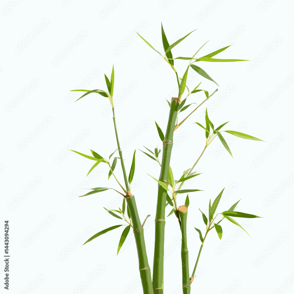 Fototapeta premium bamboo with leaves isolated on white