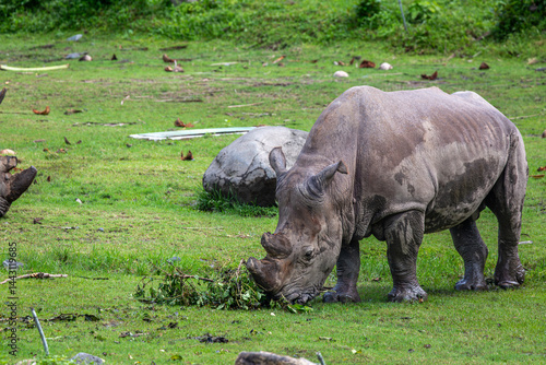 Sumatran Rhinoceros grazing on a safari, Image shows a lone Rhino grazing grass 