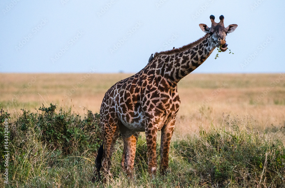 Obraz premium girafe dans le parc du Sérengeti en Tanzanie