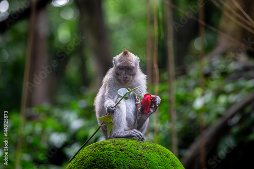 Photography Monkey with a rose, a Balinese long tailed monkey or Macaca Fascicularis can be